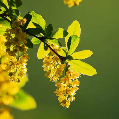 Berberine HCL