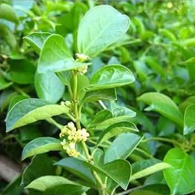 Gymnema Sylvestre